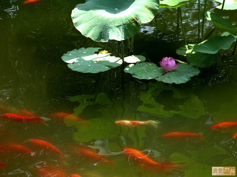 北京菖蒲河公园观赏鱼塘